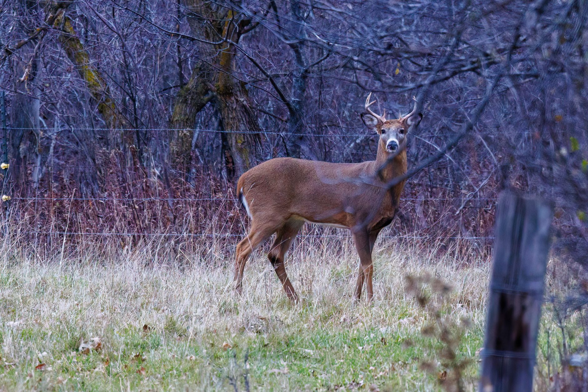 Whitetail deer in forest