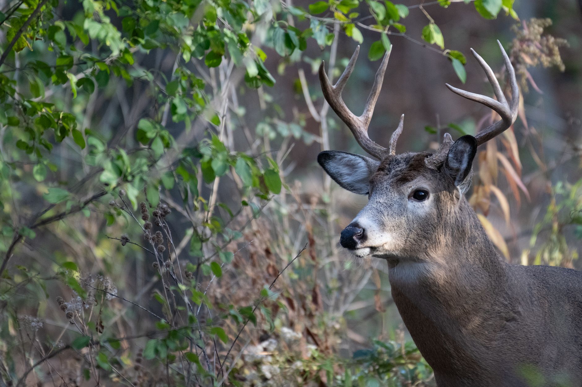 Oklahoma woodland