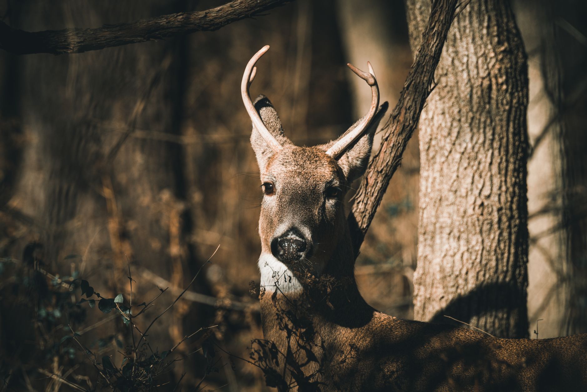 Trophy deer in autumn