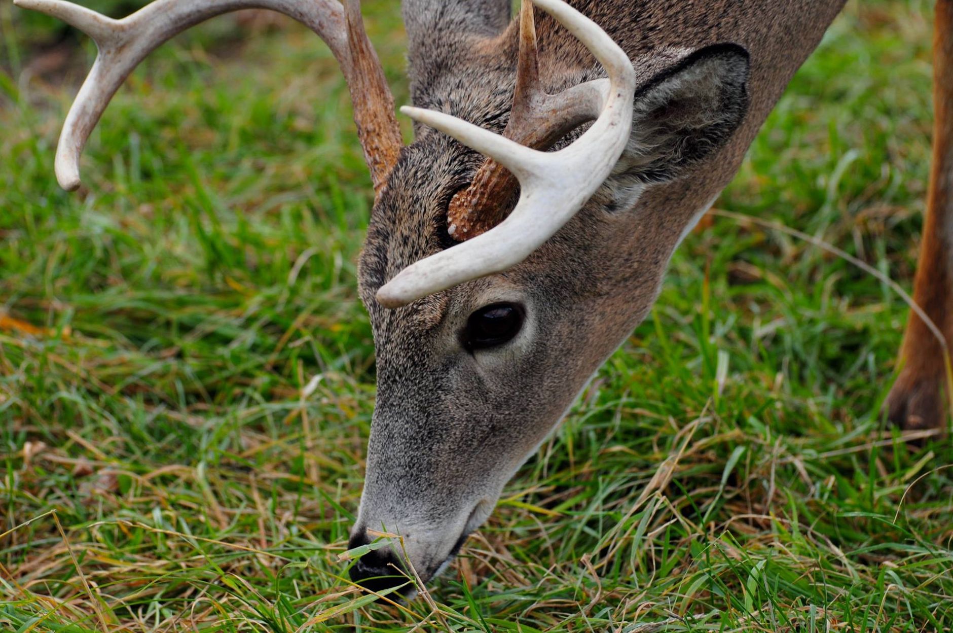 Oklahoma hunting grounds